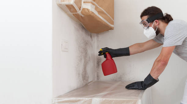 Professional Basement Mold Remediation technician working in Chatham, IL