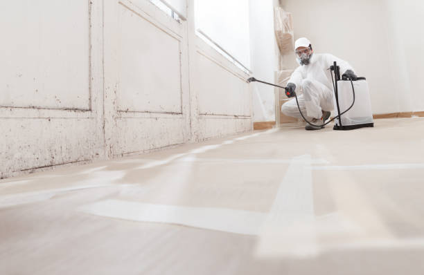 24/7 Emergency Basement Mold Remediation experts in Chatham, IL