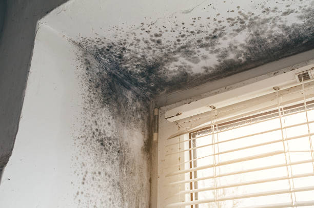 Affordable Basement Mold Remediation solutions in Chatham, IL